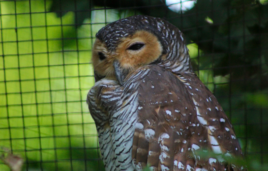Spotted Wood Owl