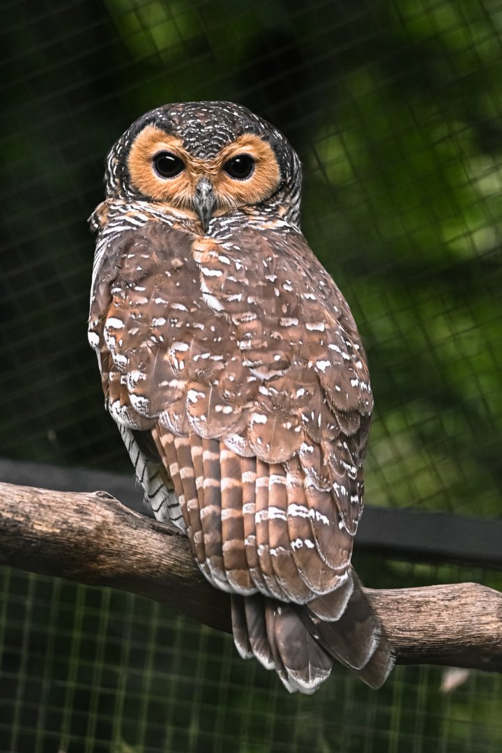 Spotted wood owl