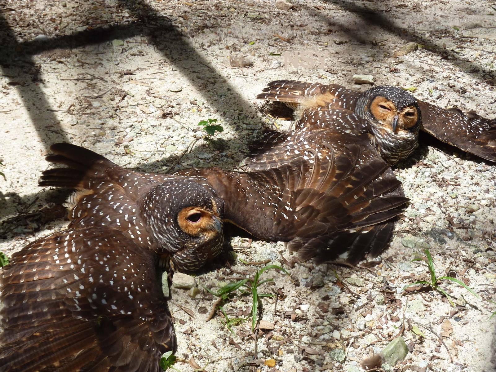 Spotted wood owls, May 2013