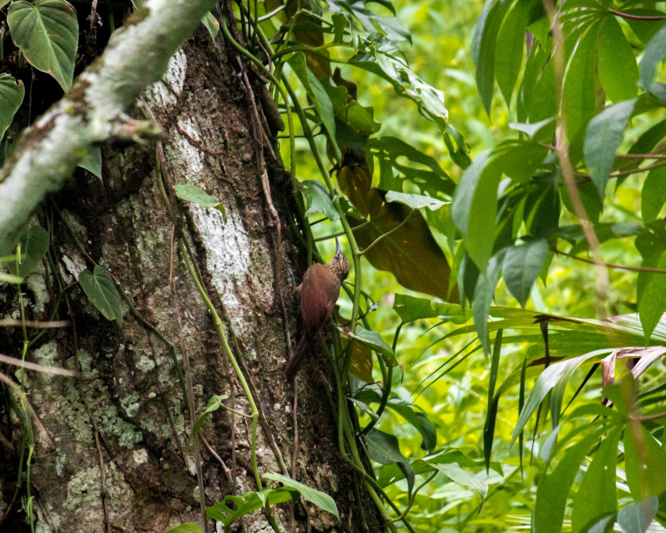 Spotted woodcreeper, Xiphorhynchus erythropygius