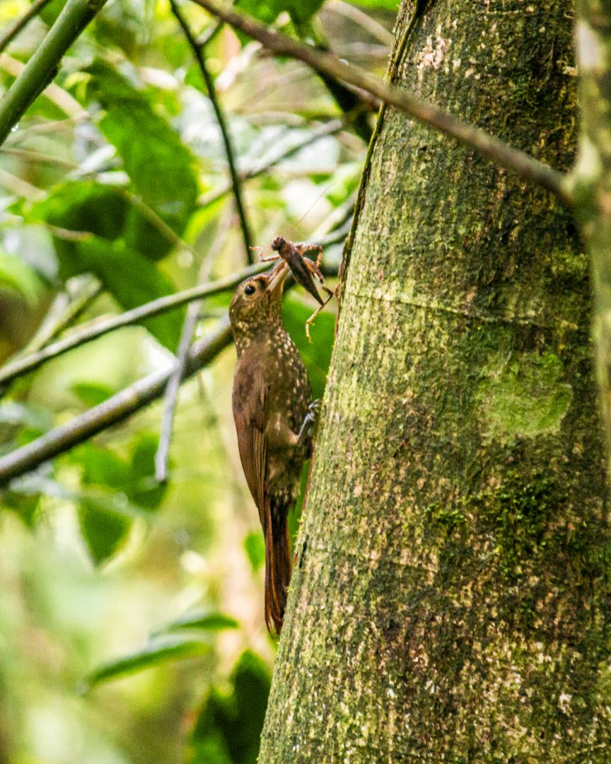 Spotted woodcreeper, Xiphorhynchus erythropygius