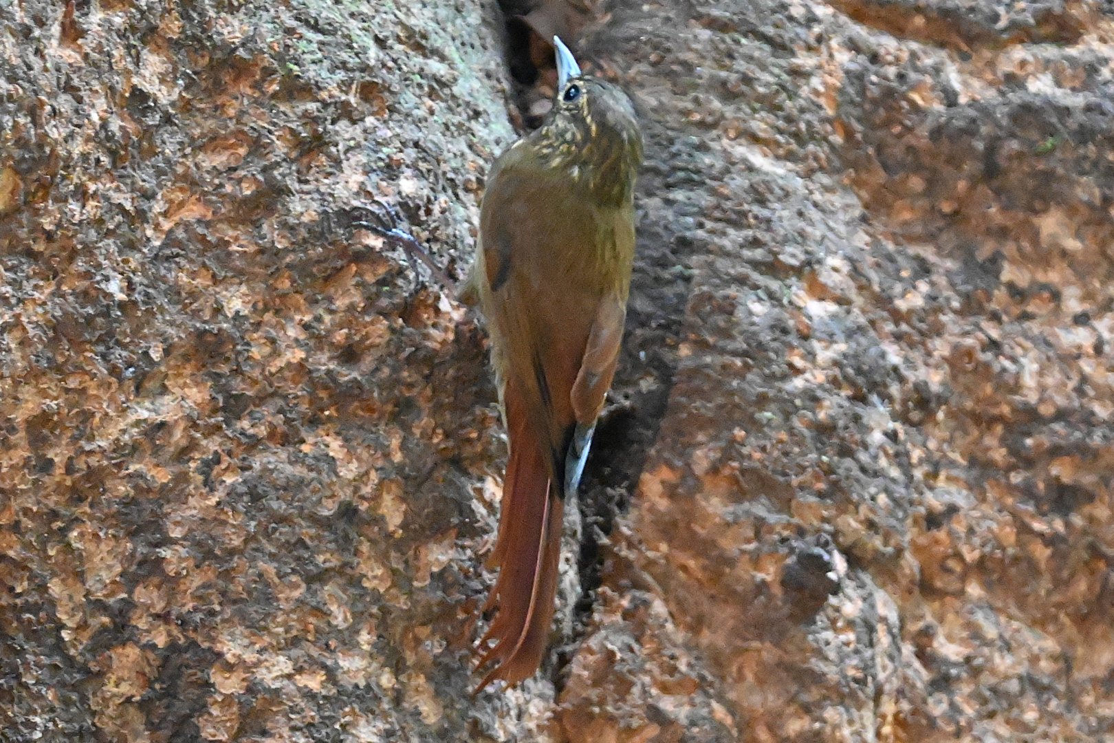 Spotted woodcreeper (Xiphorhynchus erythropygius)