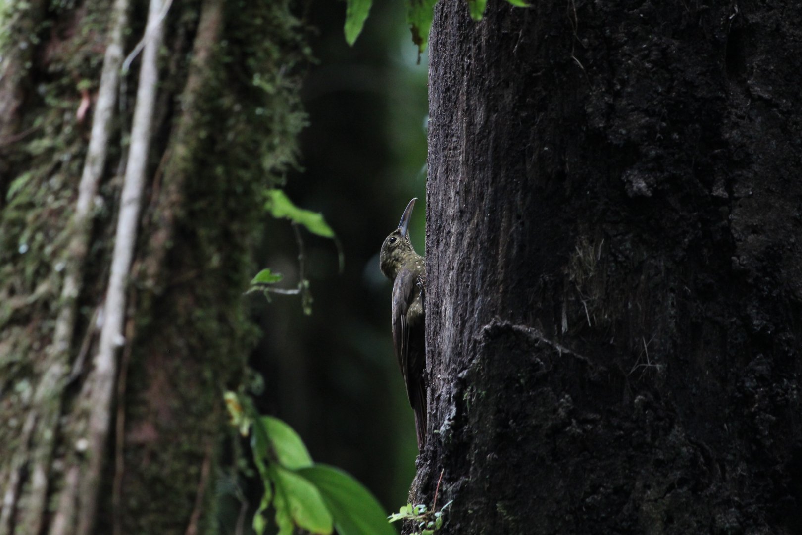 Spotted Woodcreeper