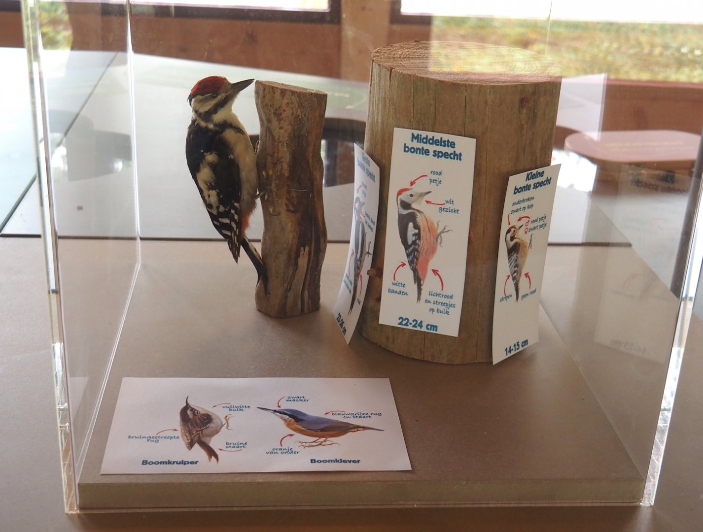 Spotted woodpecker, Treecreeper and Nuthatch display, 2024-08-18