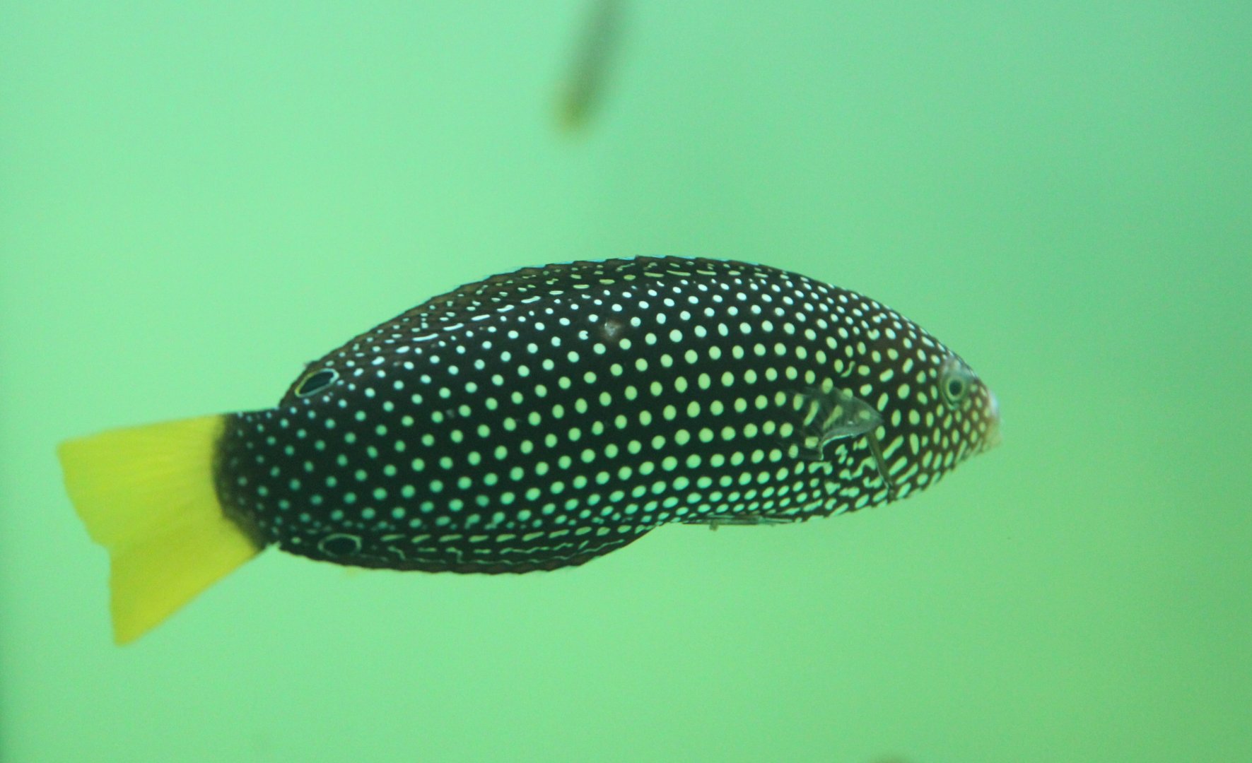 Spotted wrasse - Anampses meleagrides