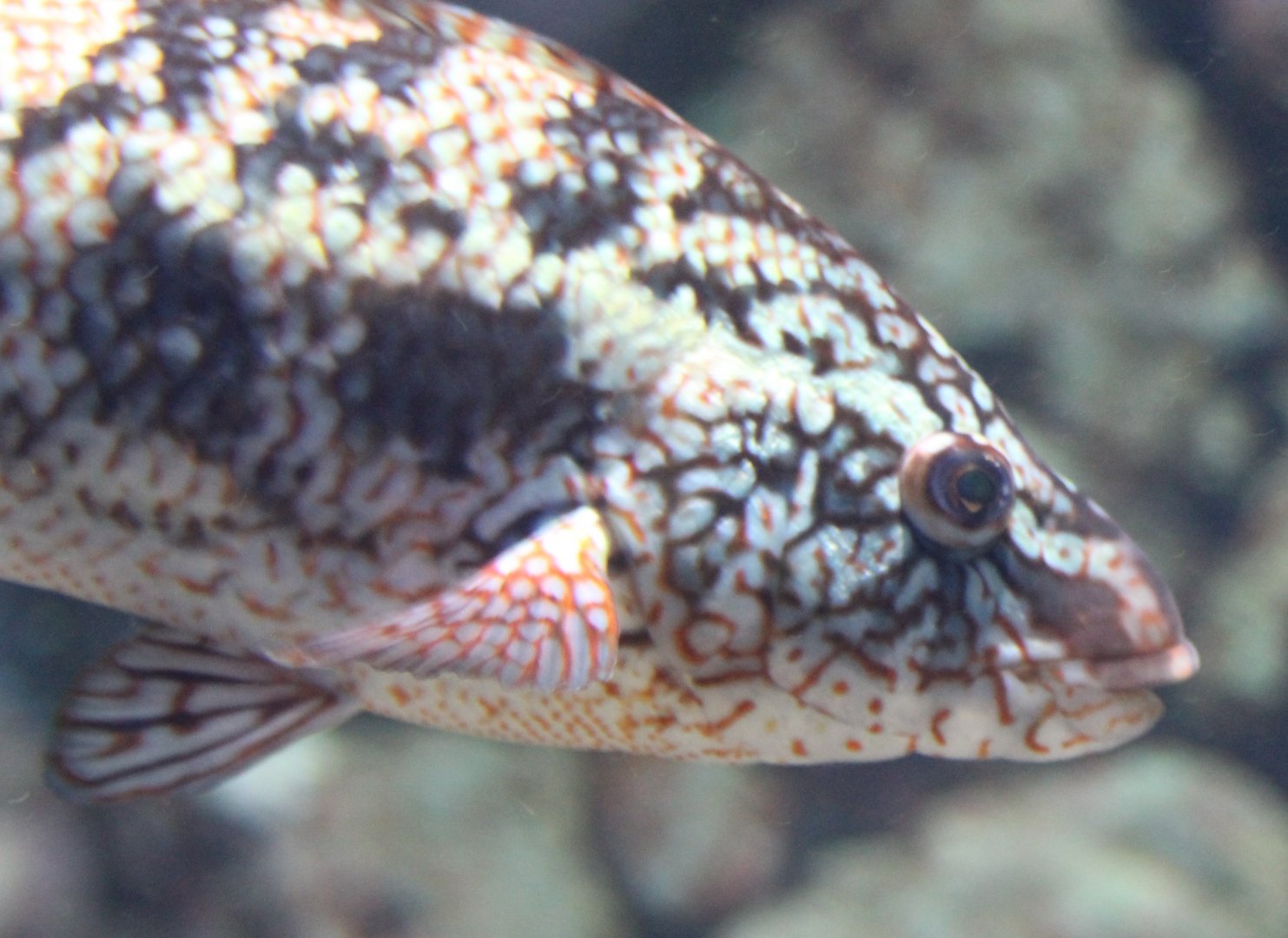 Spotted wrasse - Labrus bergylta