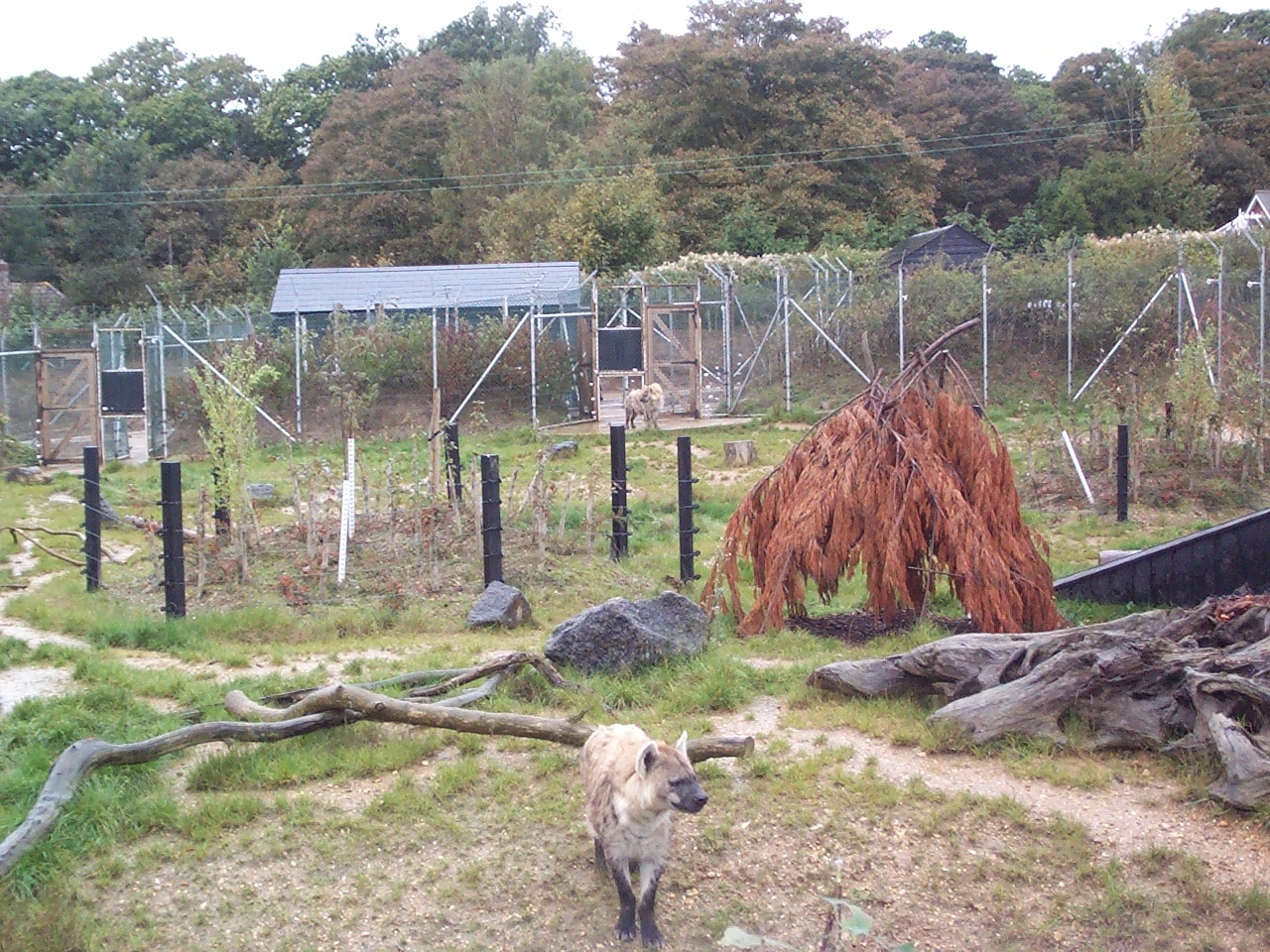 spottedheyena enclosure