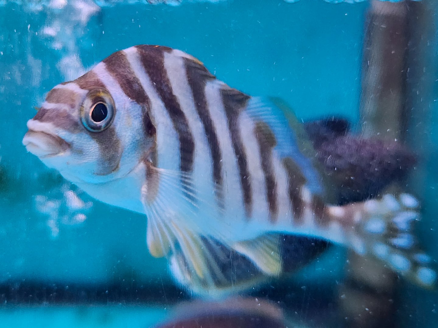 Spottedtail Morwong (Goniistius zonatus)