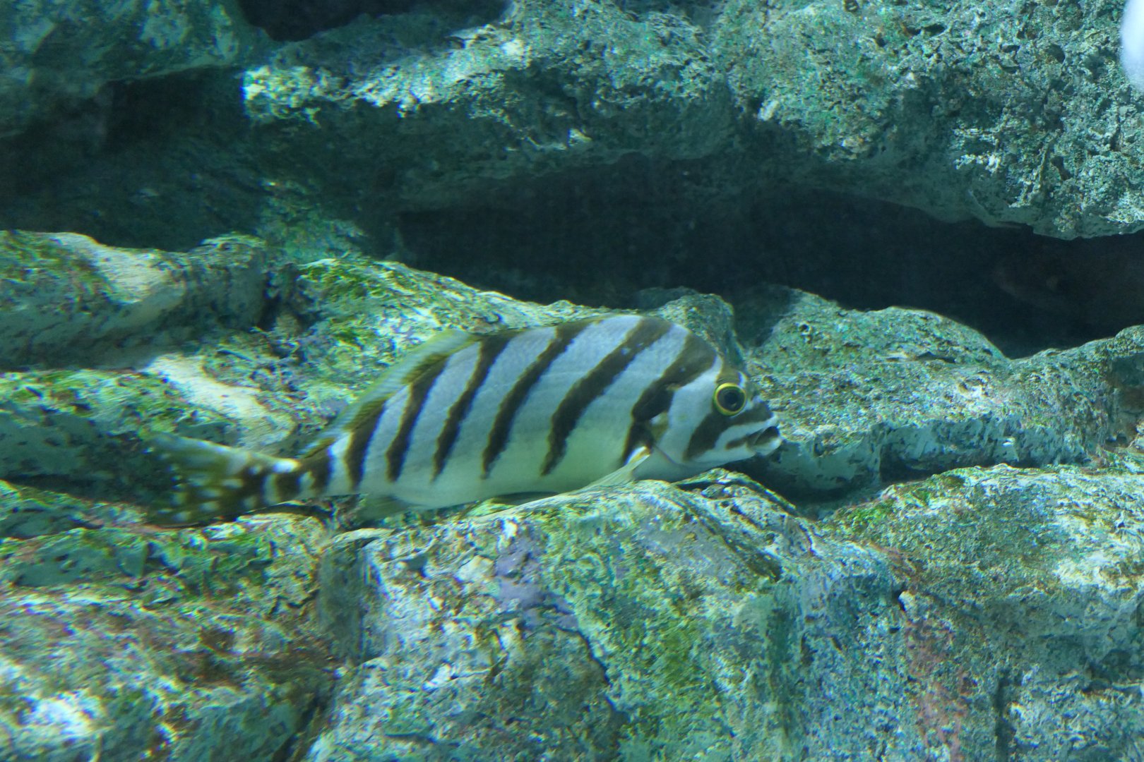 Spottedtail Morwong (Goniistius zonatus)
