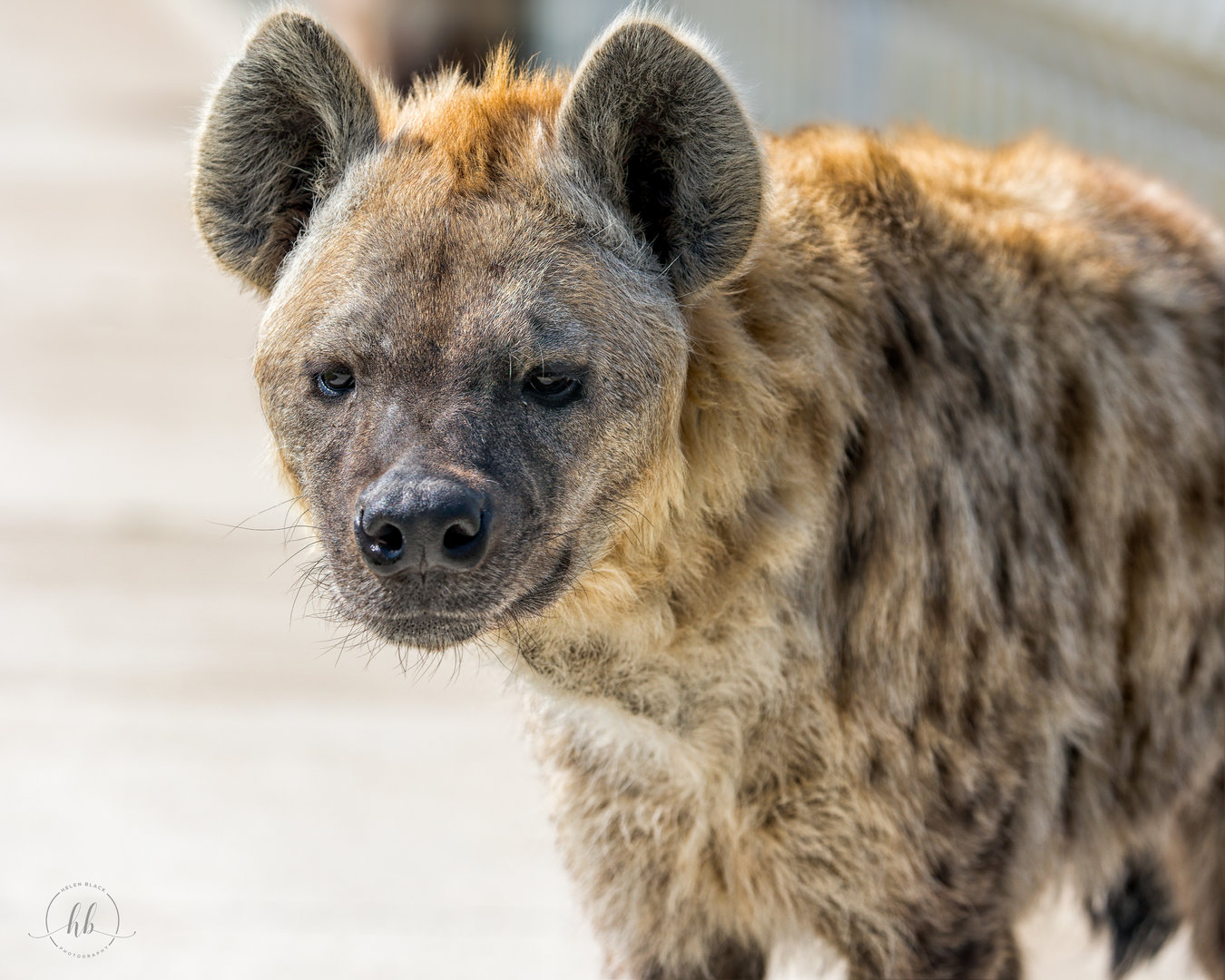 Spotten Hyaena (Snicked - female) / Wolds Wildlife Park / 18-4-23