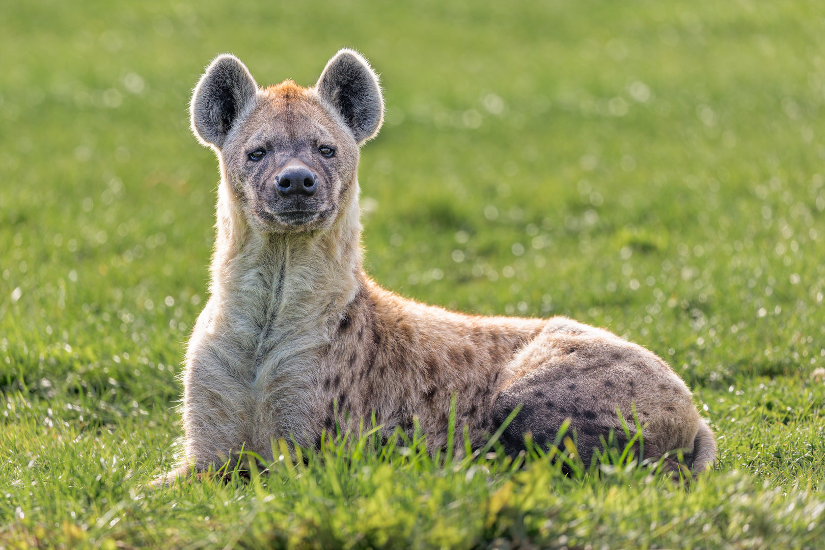 Spotten Hyena / Wolds Wildlife Park / 6-10-22