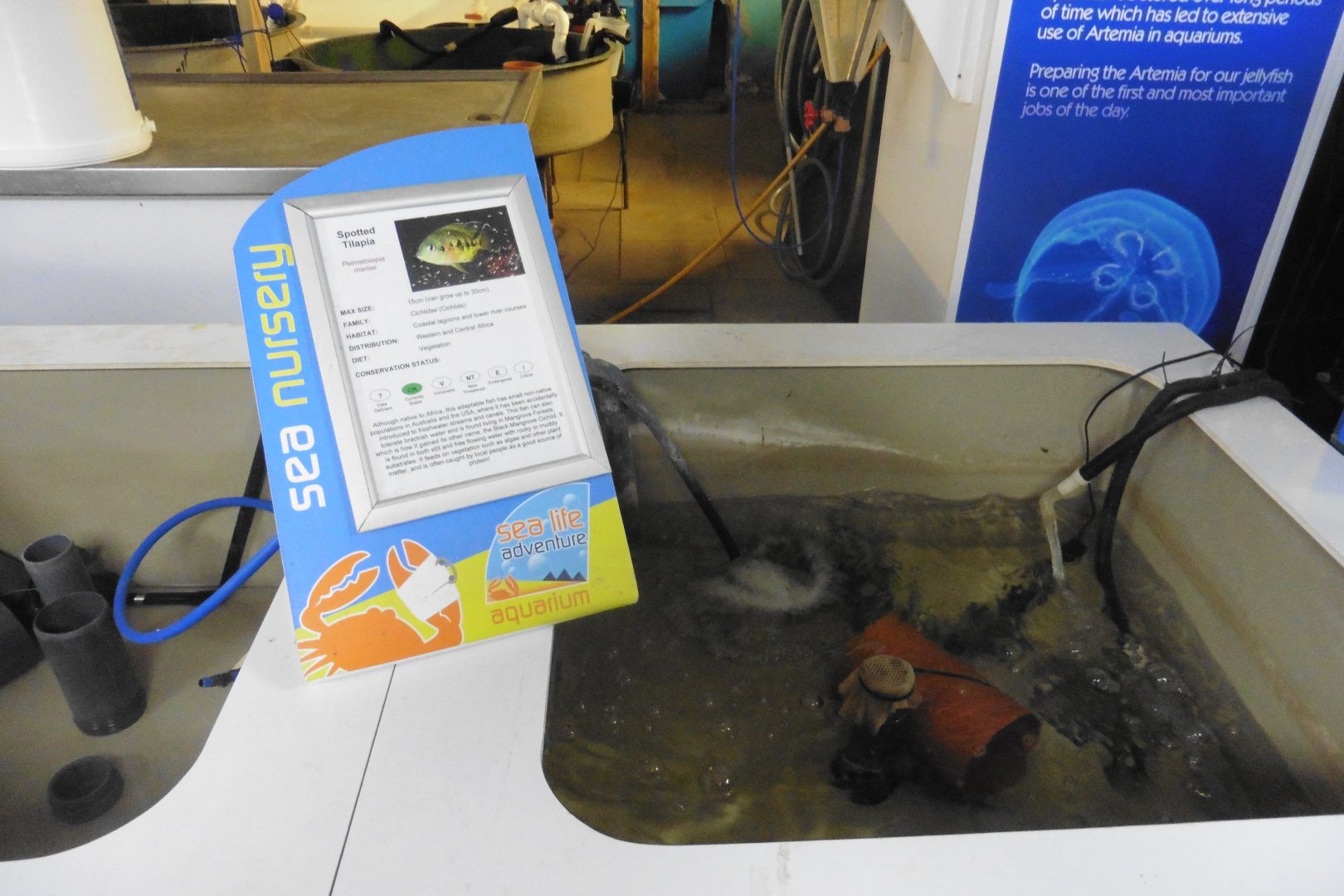Spotting Tilapia breeding pool - SeaLife Adventures