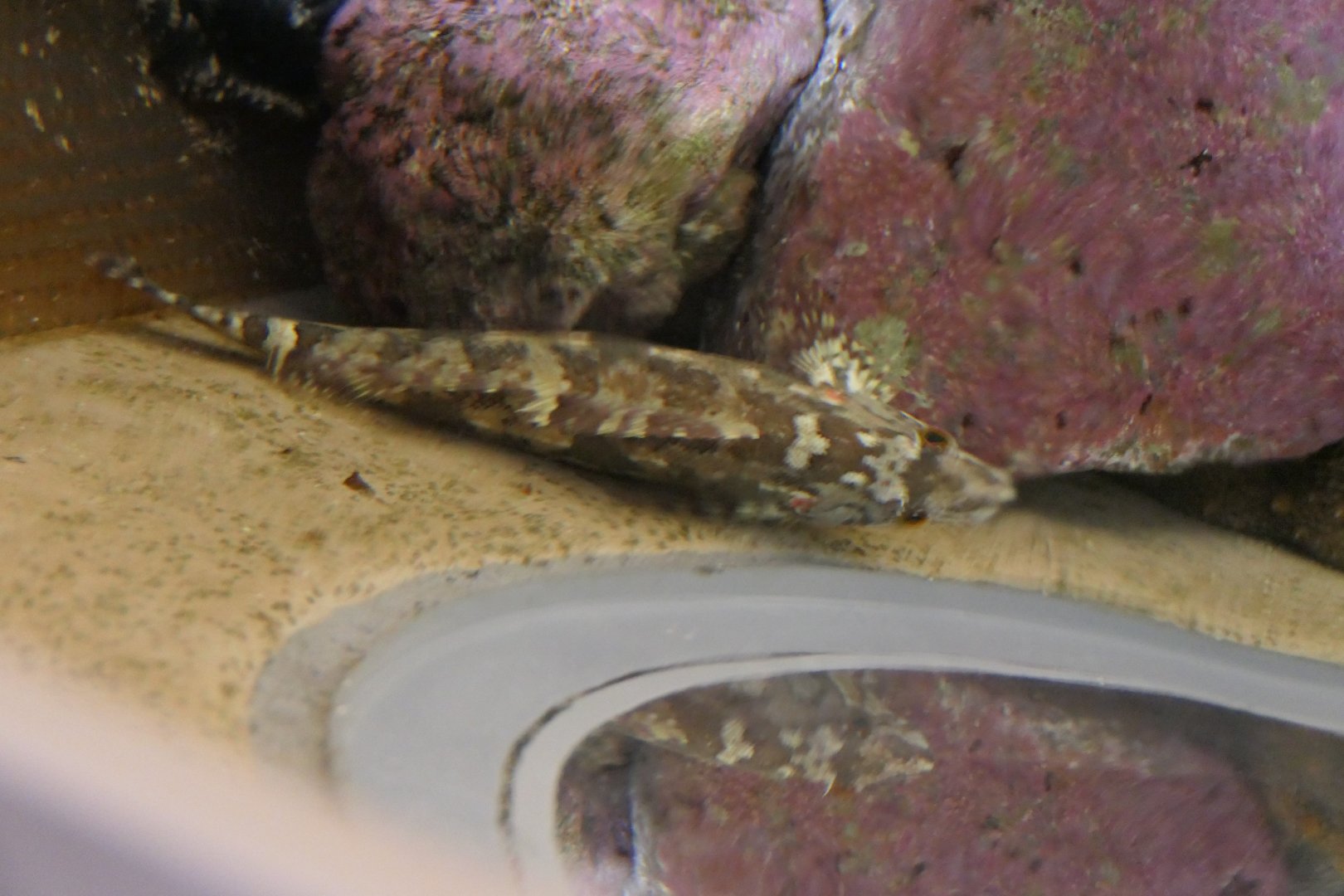 Spotty-bellied Greenling (Hexagrammos agrammus) - Uozu Aquarium
