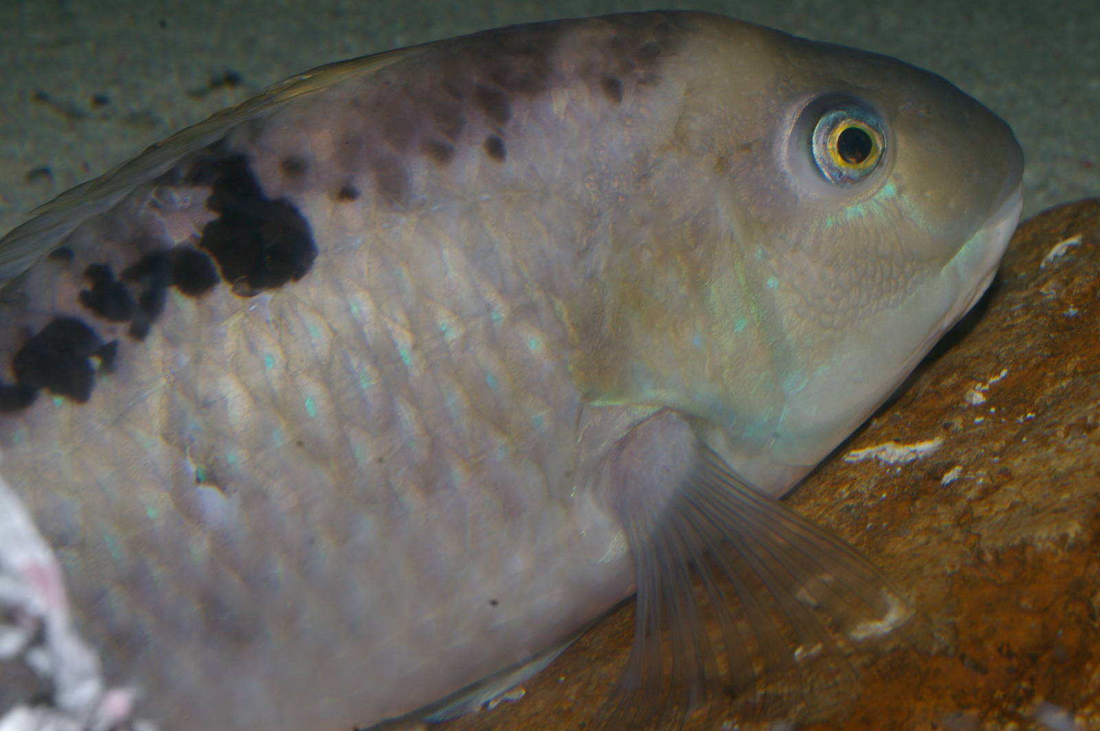 spotty (Notolabrus celidotus)