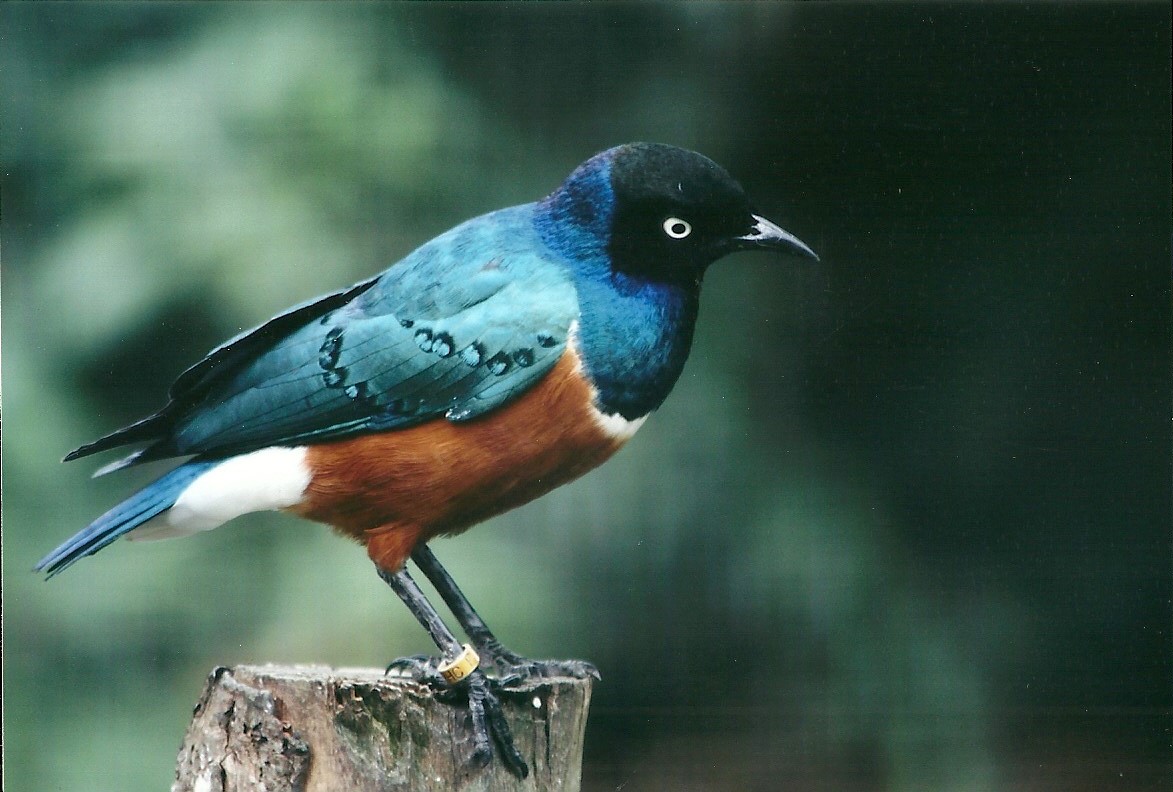 Spreo Starling 19th May 2013