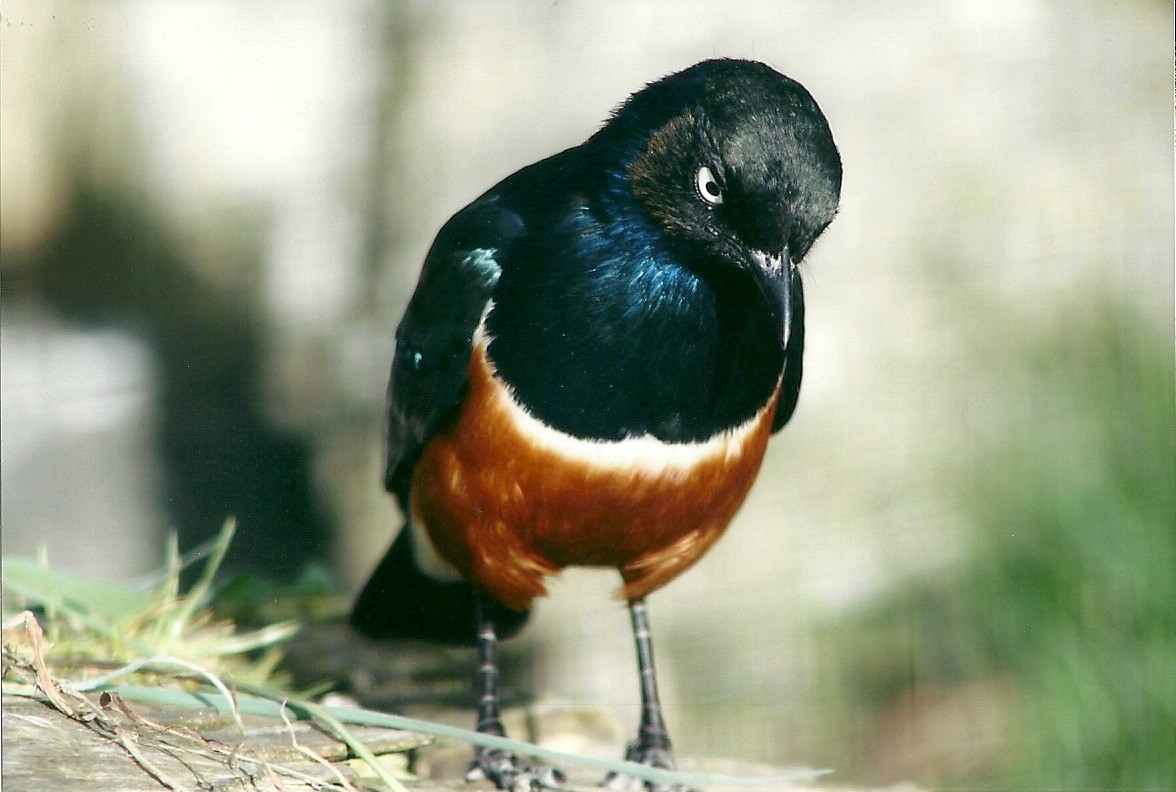 Spreo Starling 19th May 2013