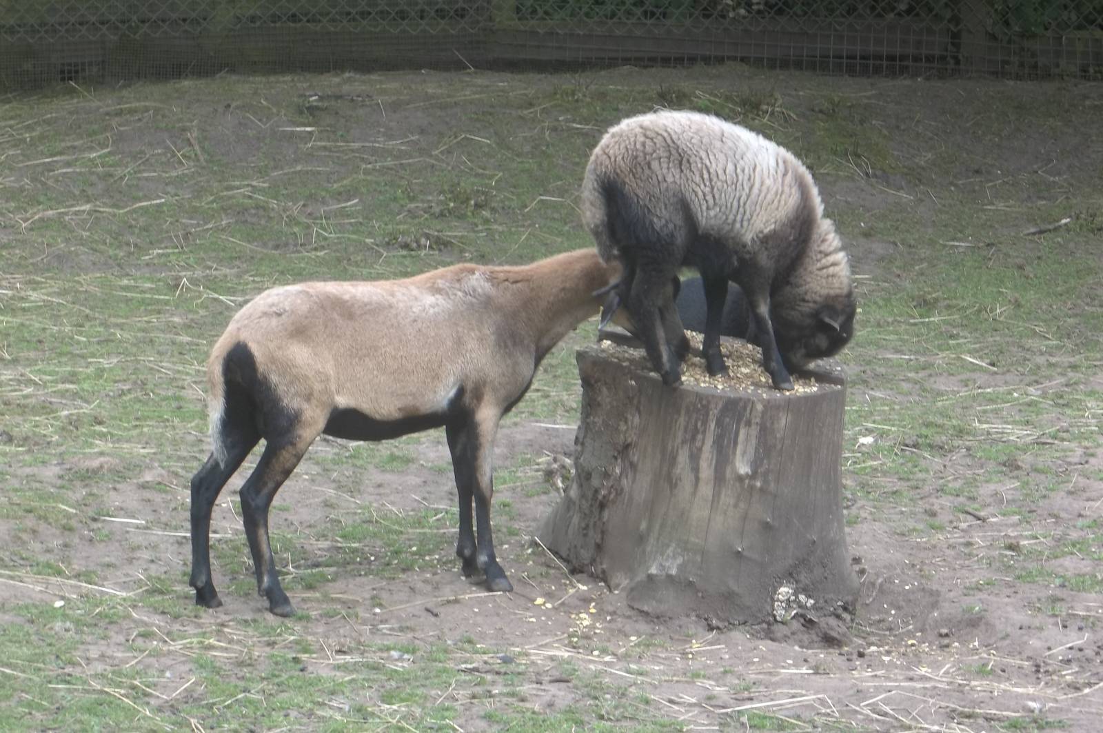 Sprightly Coco, 31st July 2016