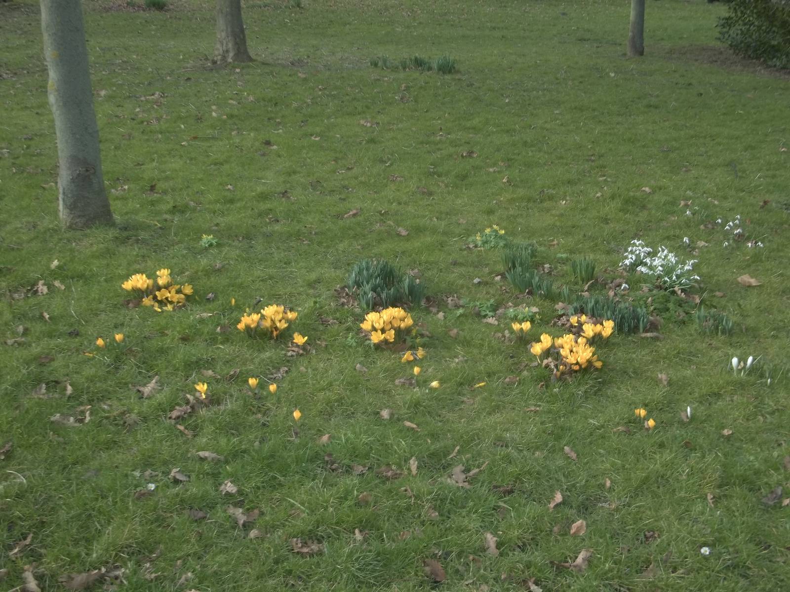 Spring flowers, 6th March 2015