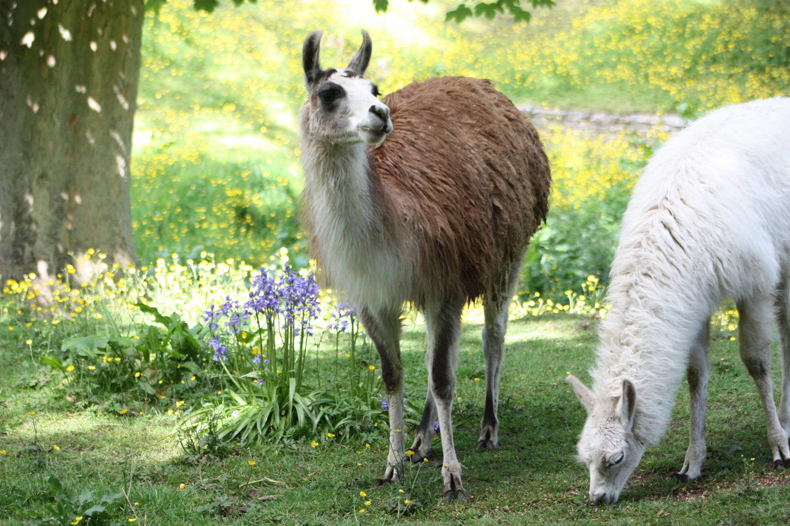 Spring flowers, Brenda and the newly-named Alana, 25th May 2014