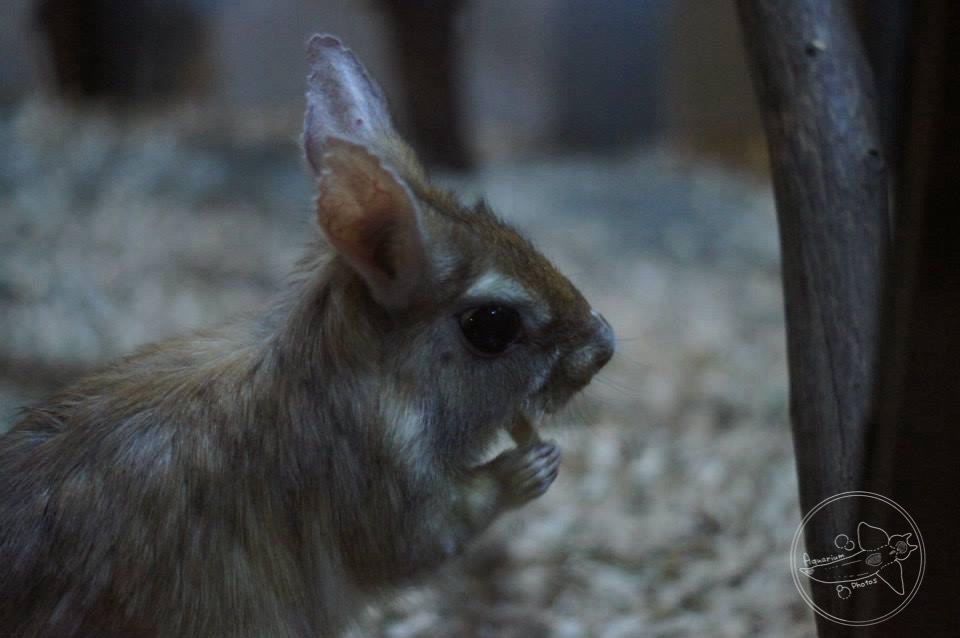 Spring Hare (Pedetes sp.)
