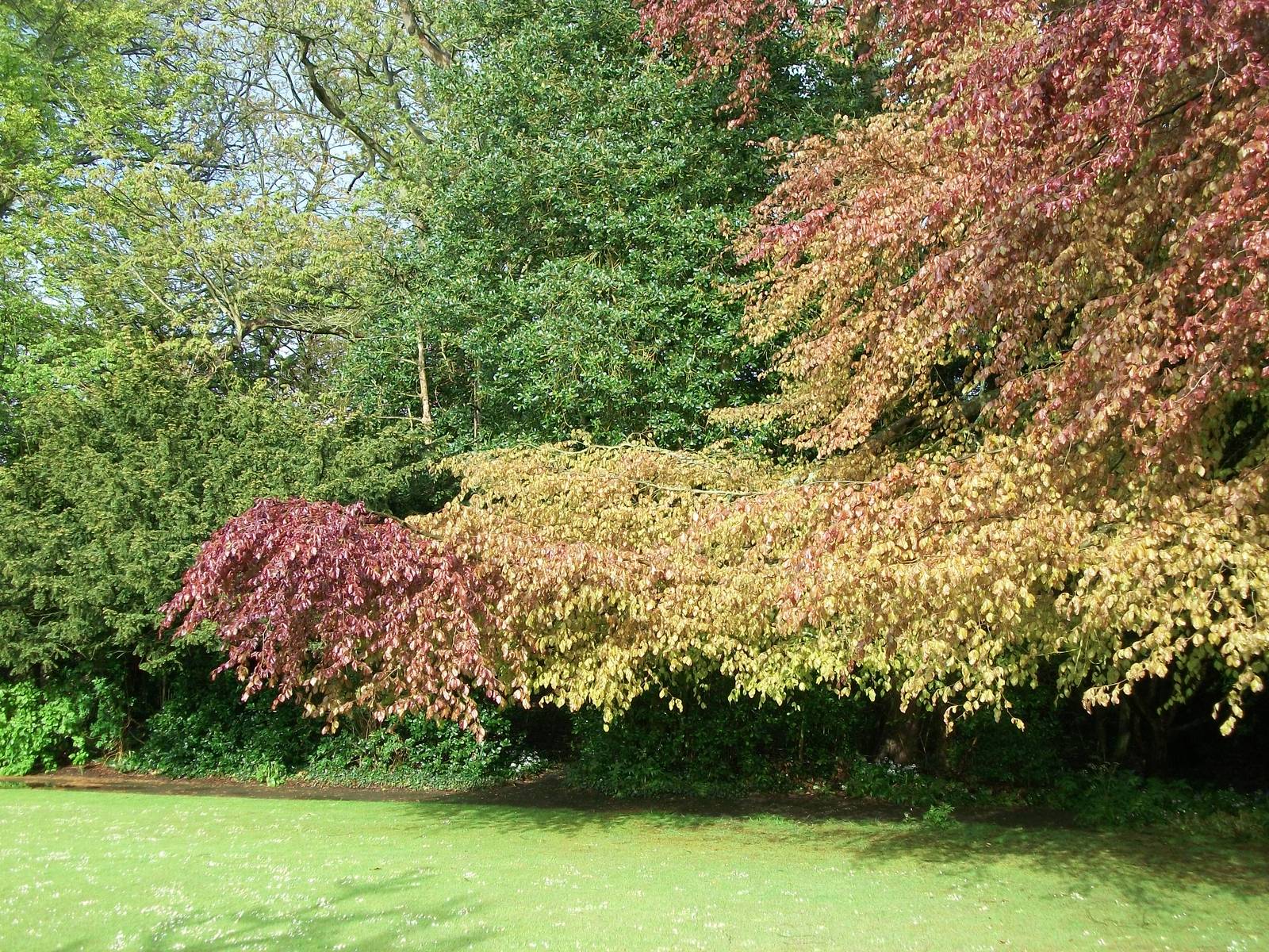 Spring leaves, 10th May 2014