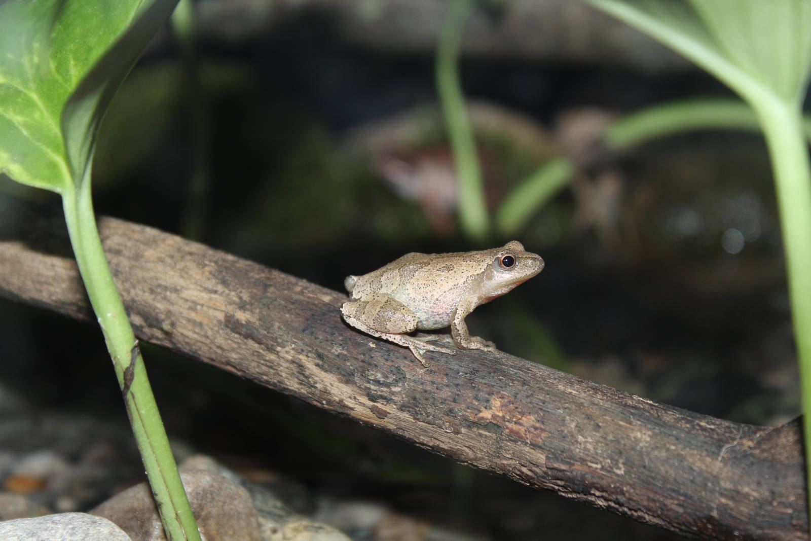 Spring Peeper - June 2016