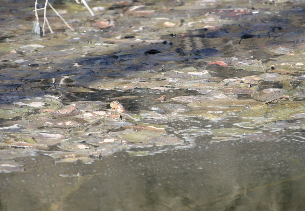 Spring Peeper (Pseudacris crucifer)