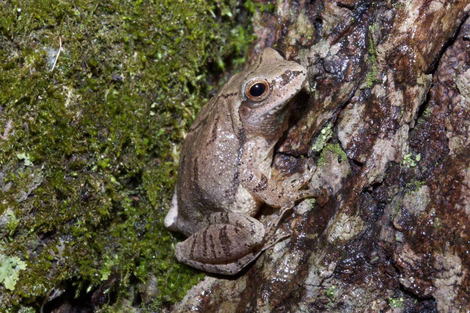 Spring Peeper/ Pseudacris crucifer