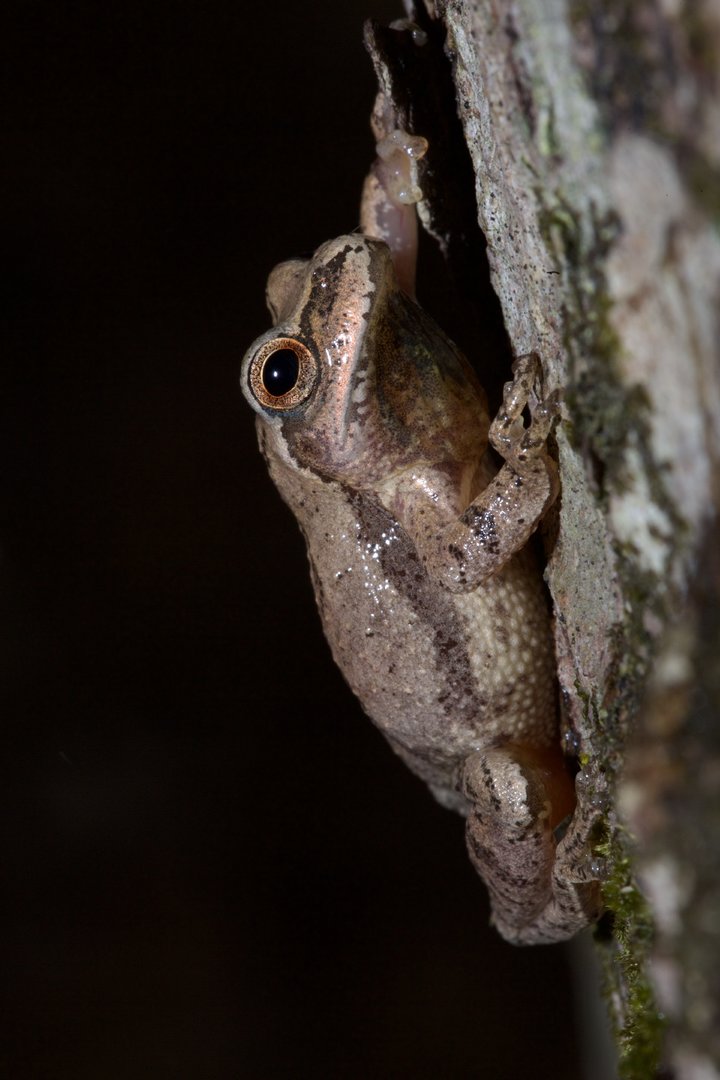 Spring Peeper/ Pseudacris crucifer