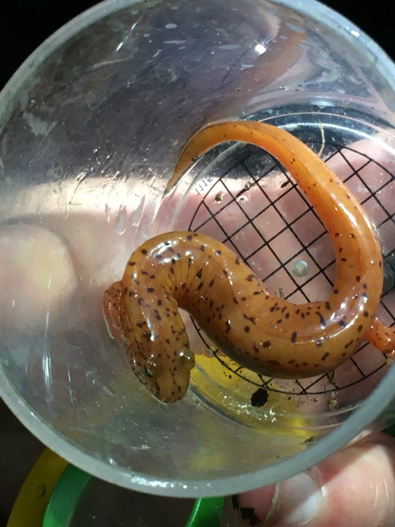 Spring Salamander (Gyrinophilus porphyriticus)