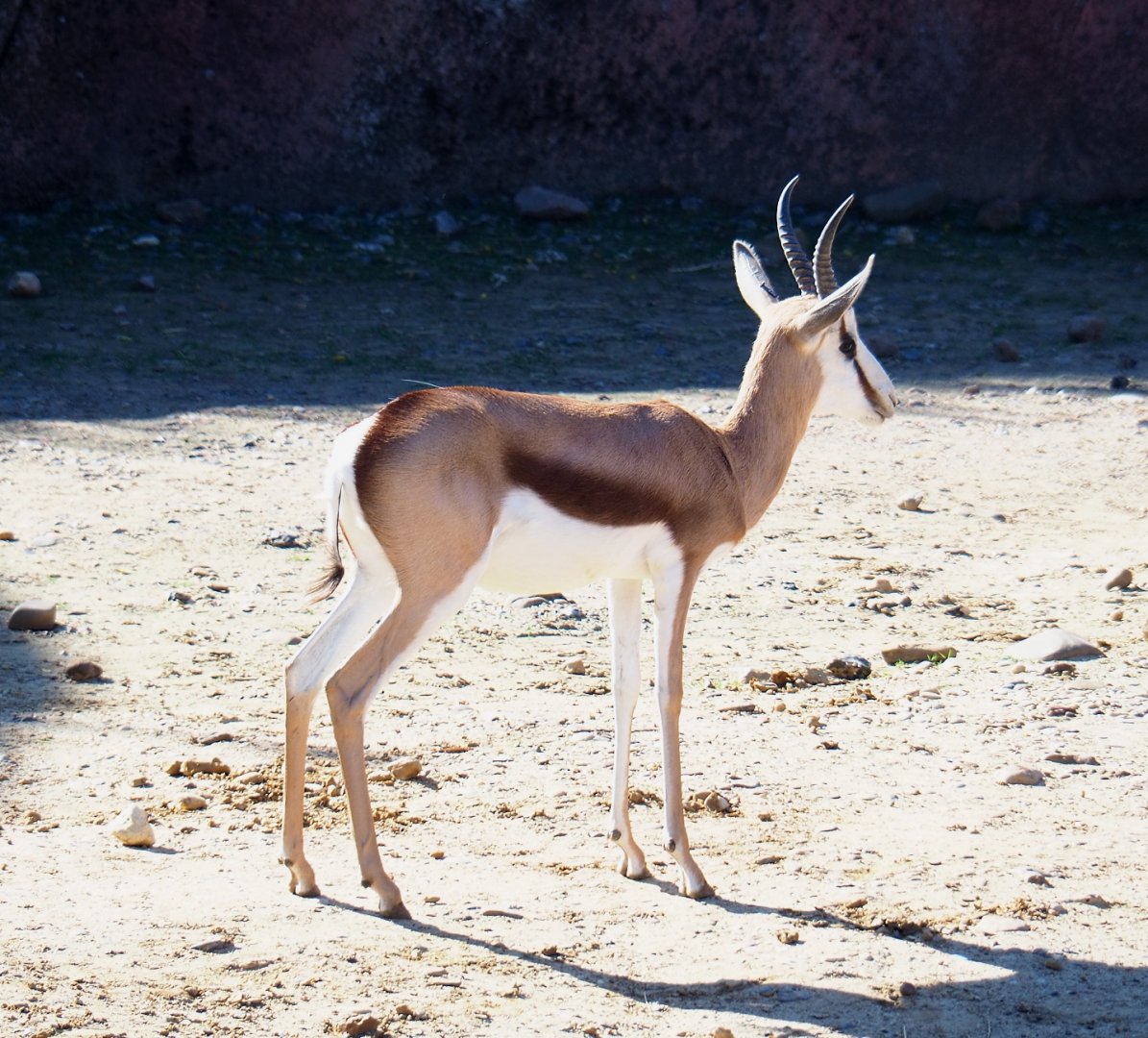 Springbock (Antidorcas marsupialis), Oct 13th, 2018