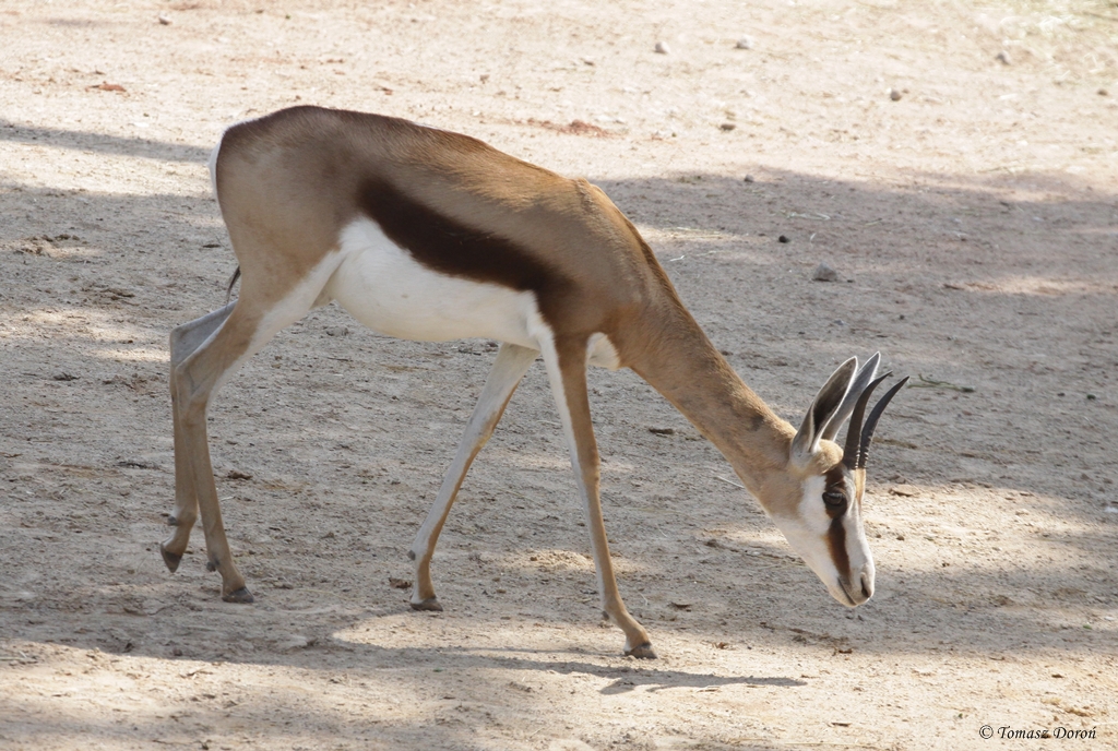 Springbock (Antidorcas marsupialis)