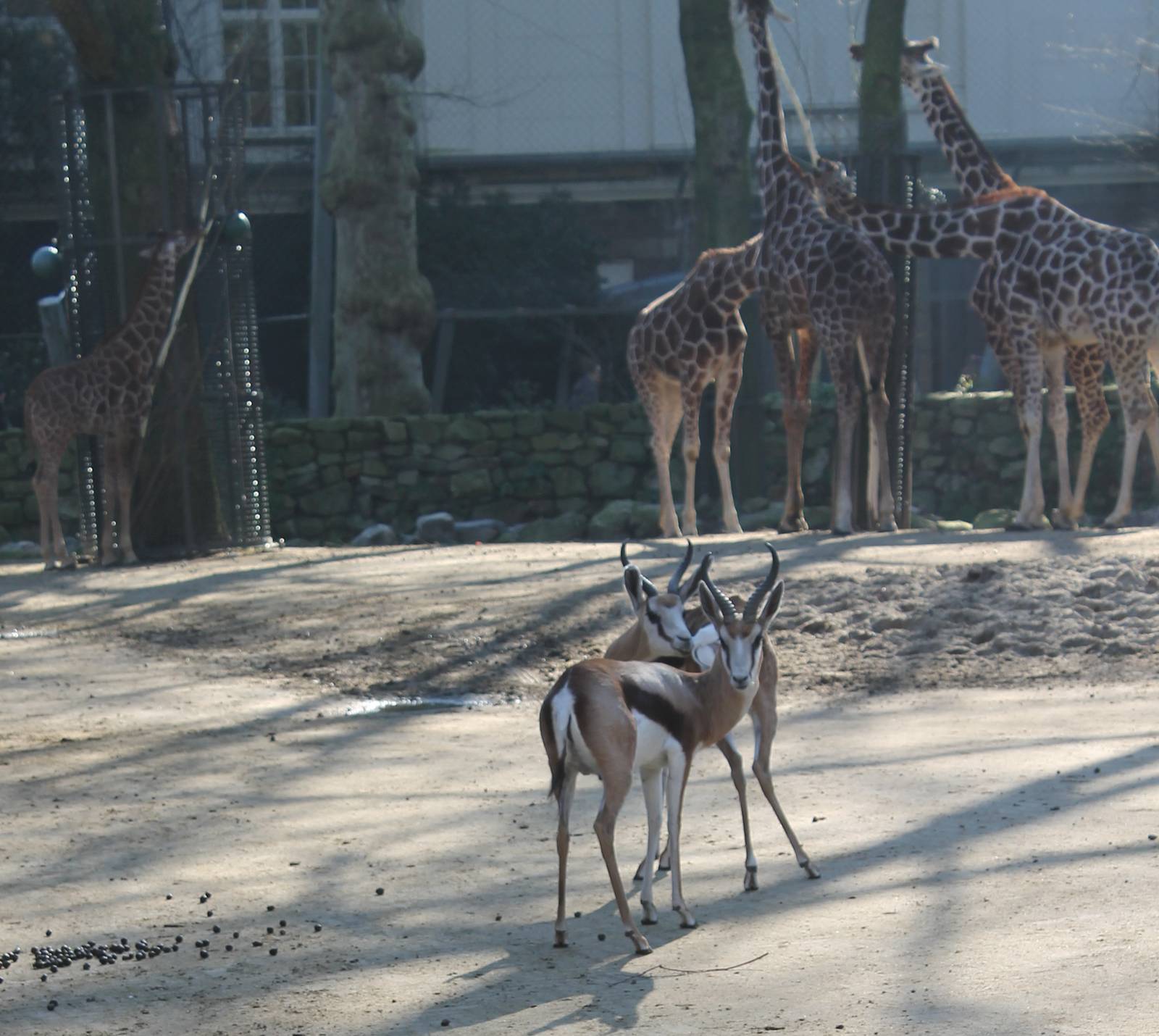 Springbocks and Reticulated giraffes