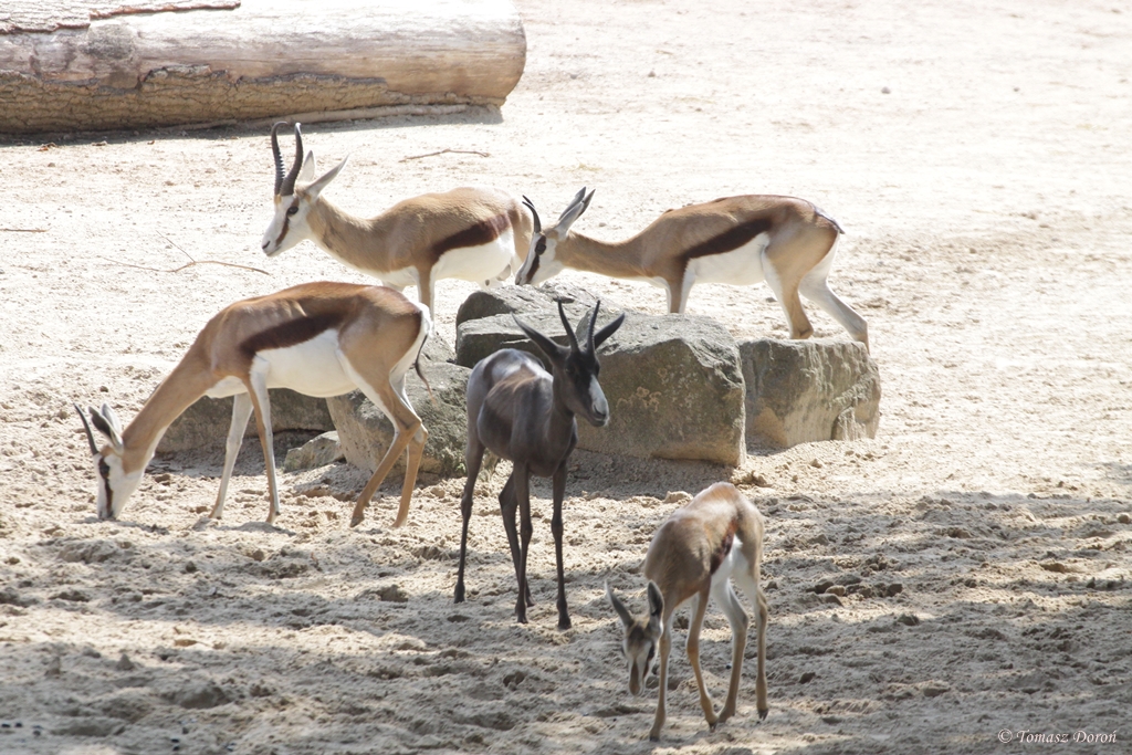 Springbocks (Antidorcas marsupialis)