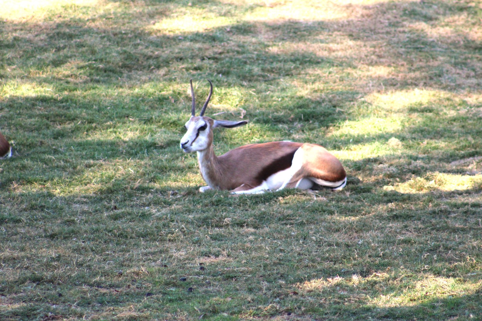 Springbok - African Savanna