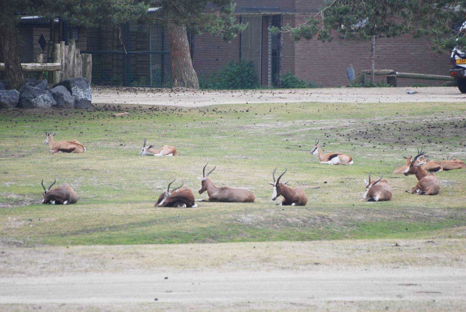 Springbok and Blesbok at Beekse Bergen, 31/05/12