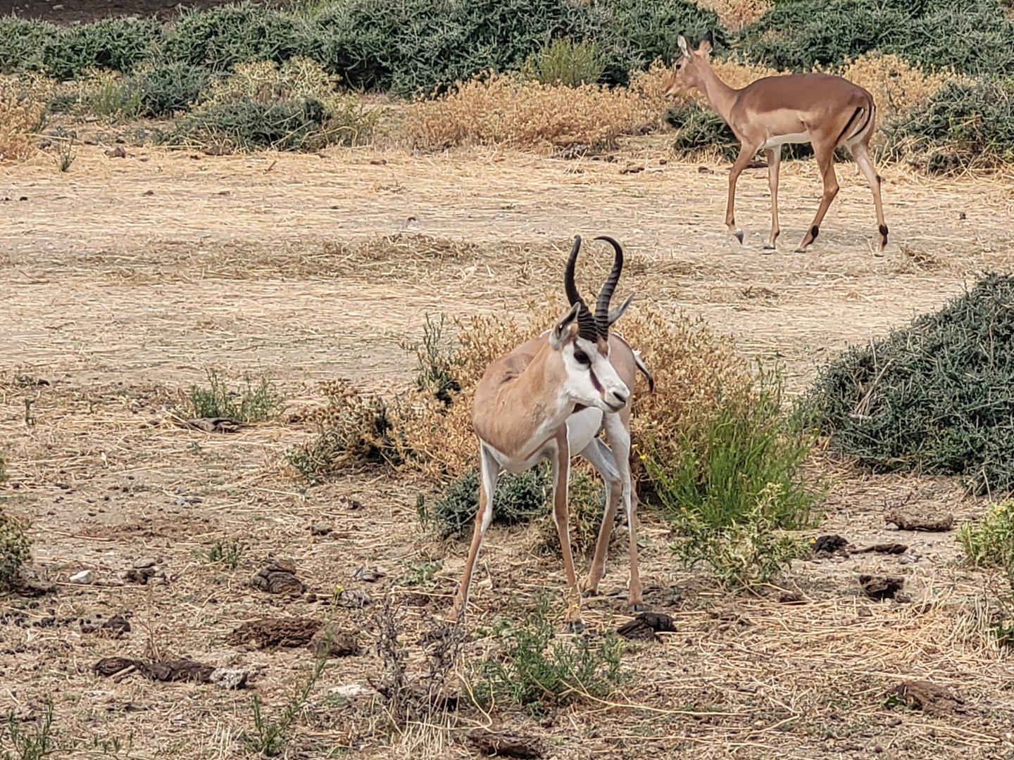 Springbok and Common impala -Réserve Africaine de Sigean (2022)