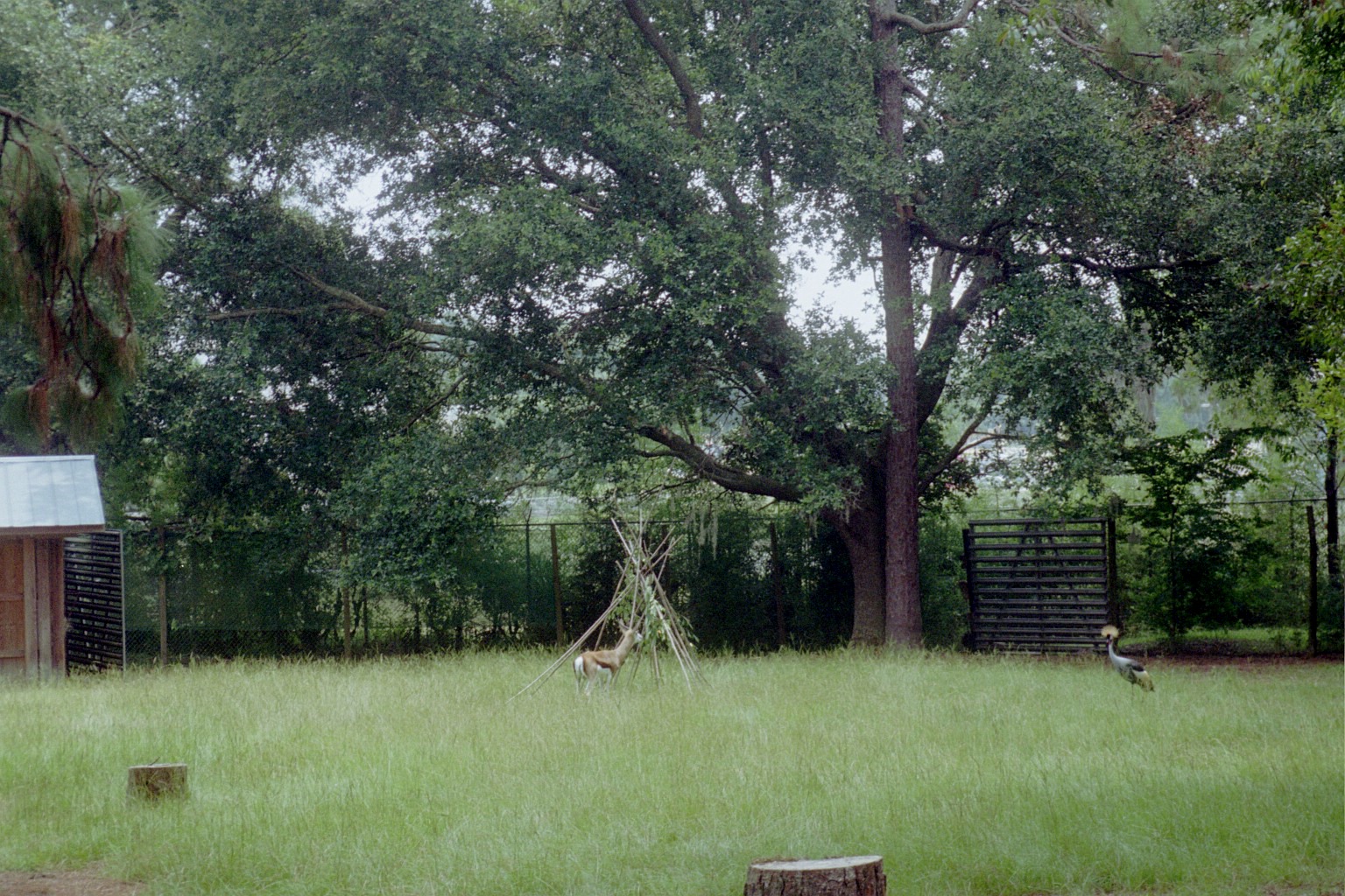 Springbok and Crowned Crane