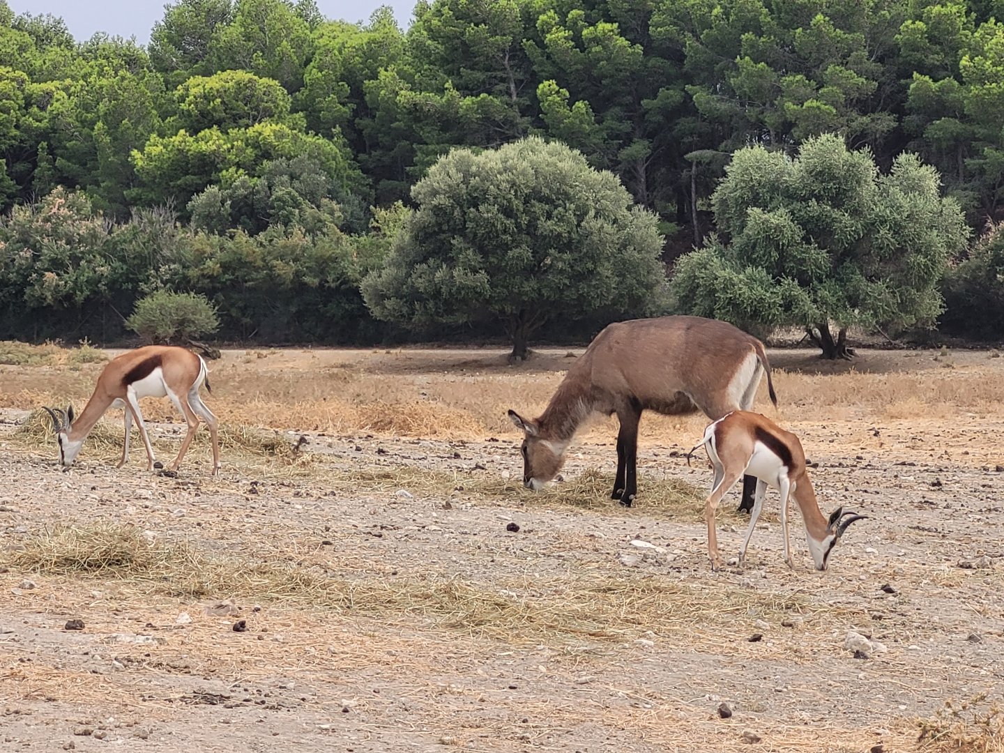 Springbok and Defassa waterbuck -Réserve Africaine de Sigean (2022)