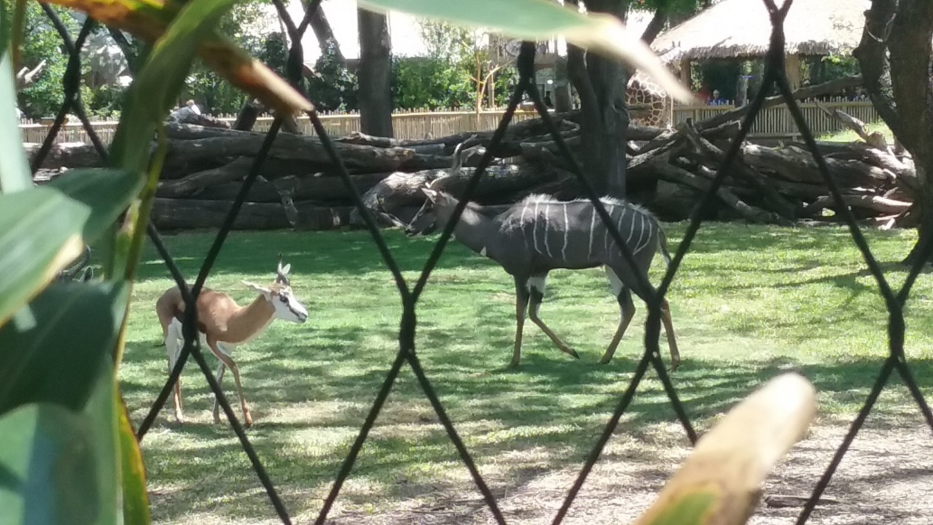 Springbok and Lesser Kudu