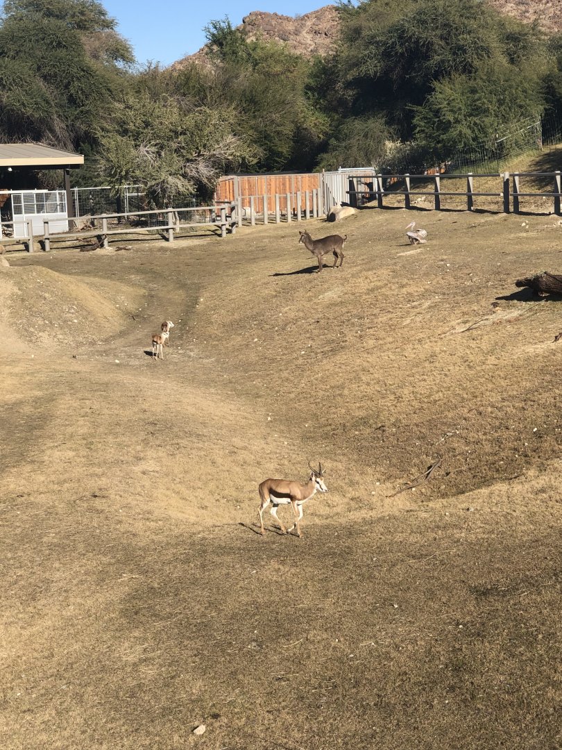 Springbok and Waterbuck