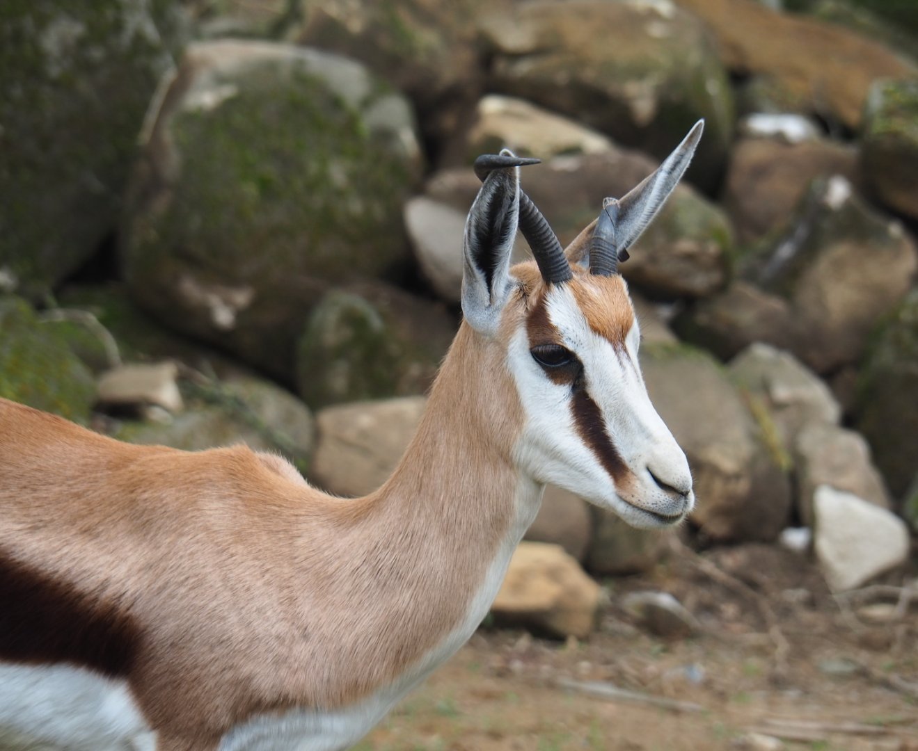 Springbok (Antidorcas marsupialis), 2019-07-21
