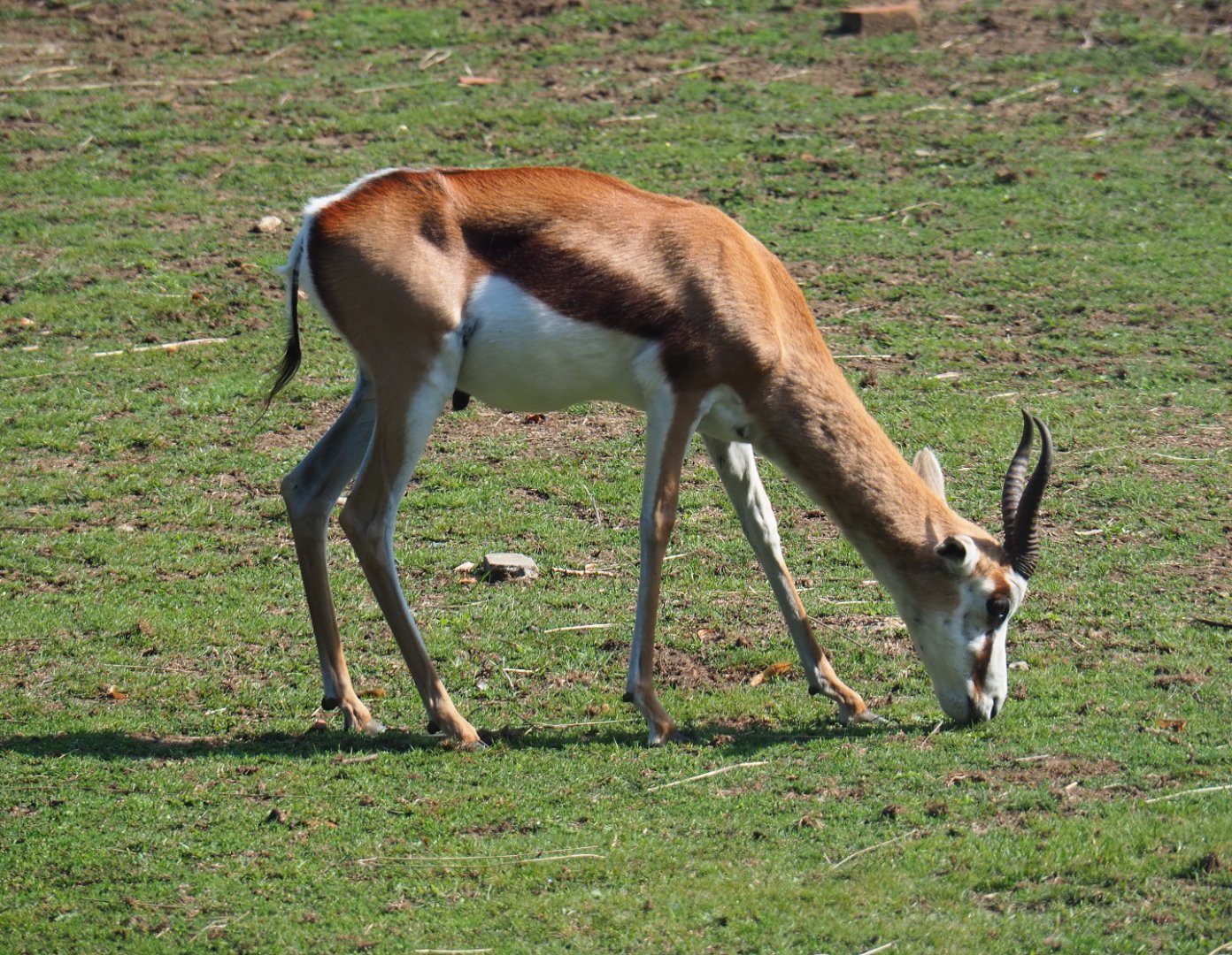 Springbok (Antidorcas marsupialis), 2019-08-04