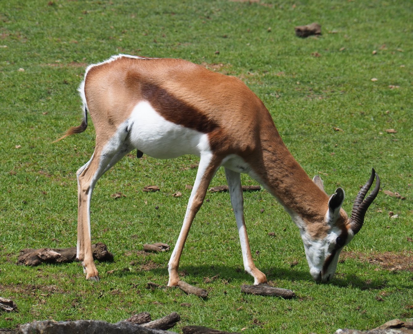 Springbok (Antidorcas marsupialis), 2020-06-20