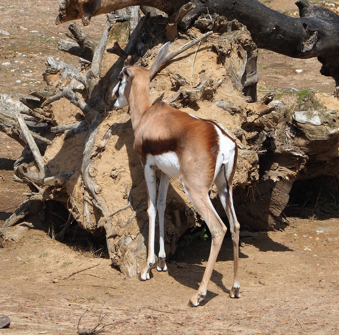 Springbok (Antidorcas marsupialis), 2022-08-20