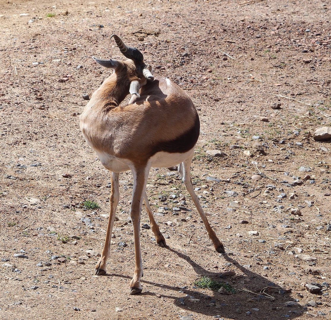 Springbok (Antidorcas marsupialis), 2022-08-20