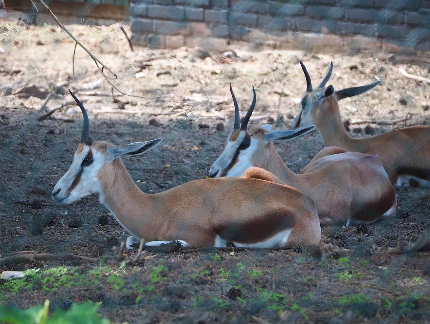 Springbok (Antidorcas marsupialis), 2023-08-15