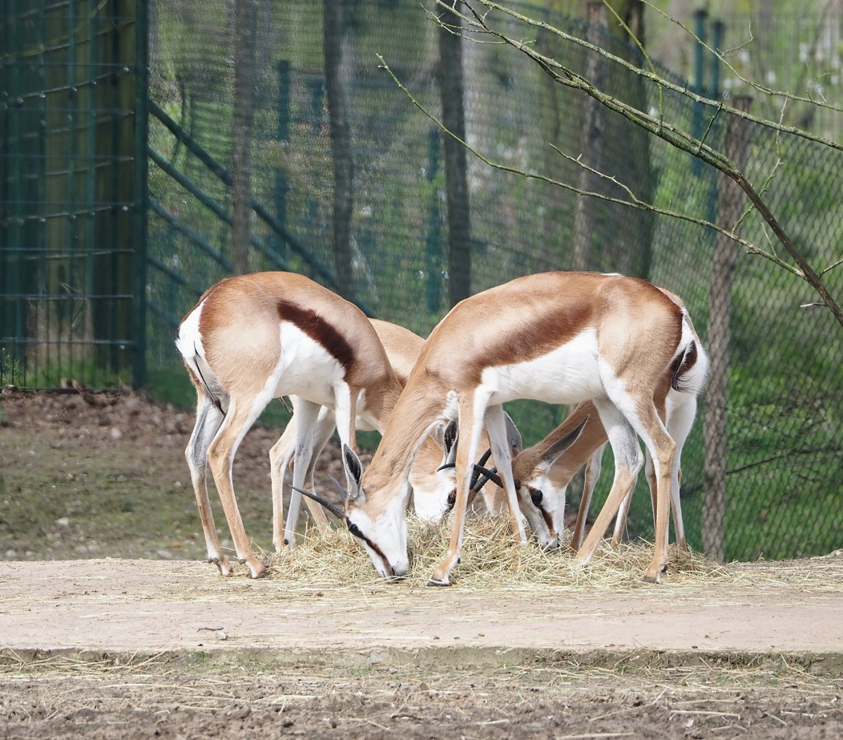 Springbok  (Antidorcas marsupialis), 2024-04-06