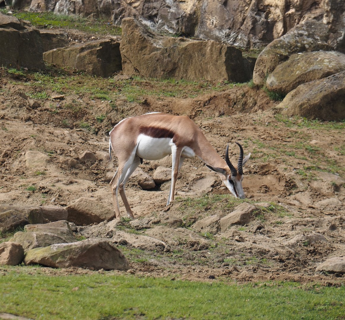 Springbok (Antidorcas marsupialis), 2024-08-05