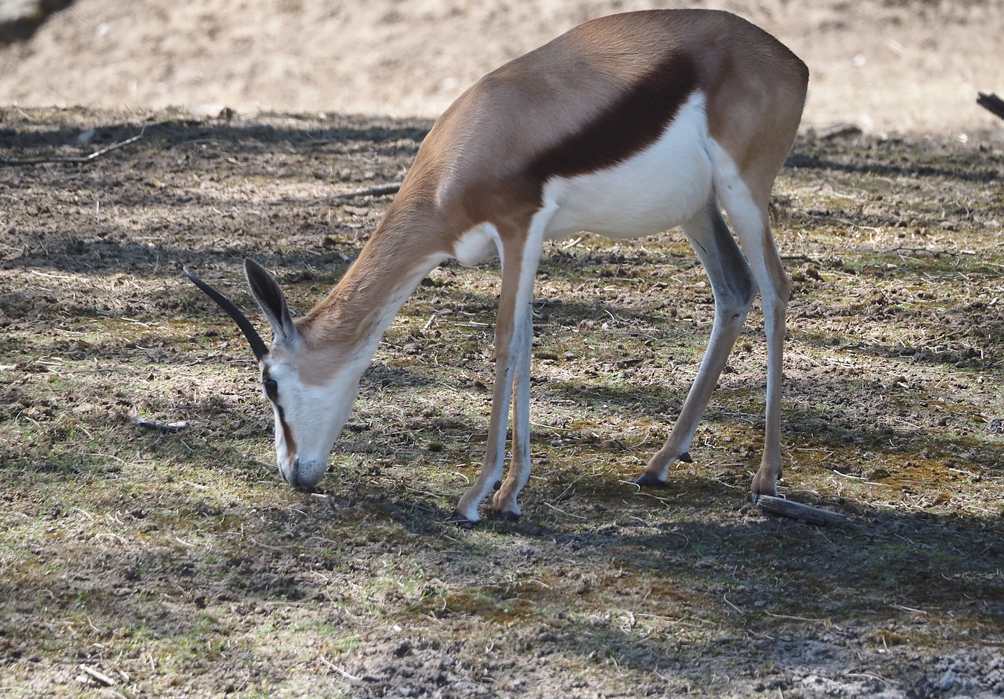 Springbok (Antidorcas marsupialis), 2025-04-30